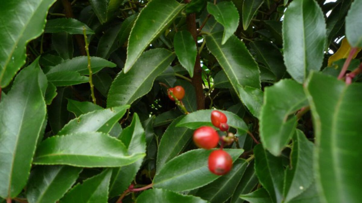 Portugese Laurierkers Prunus Lusitanica Verzorging Kopen En Snoei