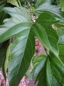 blad moerbeiboom blad moerbeiboom