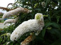 Buddleja White profusion