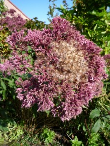 Pluisvorming bij Eupatorium Eupatorium