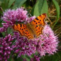 Roze bloeiende planten