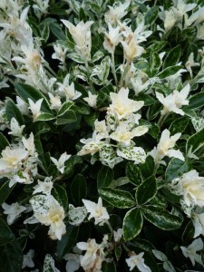 Euonymus japonica pierrolino sense