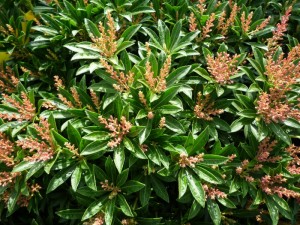 Pieris japonica 'Debutante'