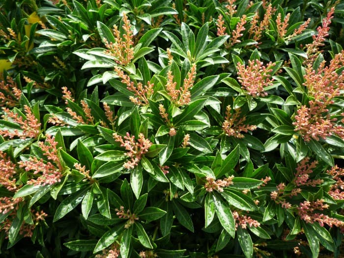 pieris japonica debutante rotsheide soorten verzorging groenblijvende planten plantnu bloei groenblijvend standplaats