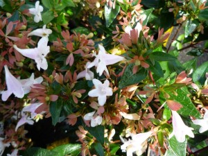 Abelia