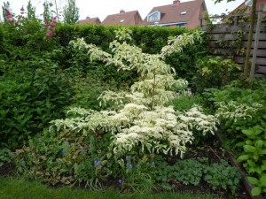 Cornus Controversa Variegata