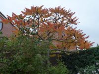 Rhus typhina