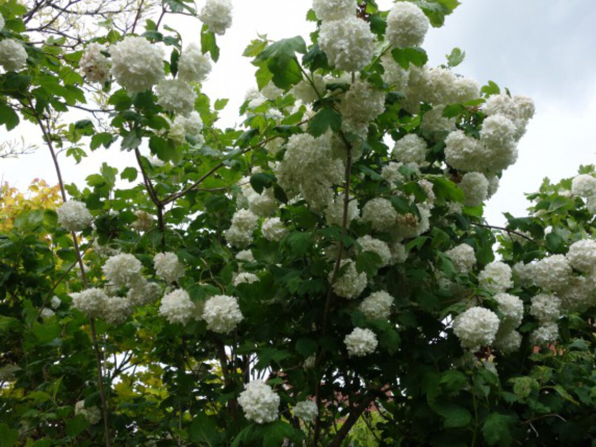 Gelderse Roos Viburnum Opulus Snoei Bloei Verzorging