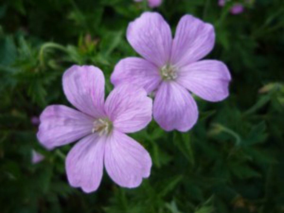 Geranium Endressii Ooievaarsbek Verzorging En Bloei