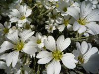Cerastium tomentosum