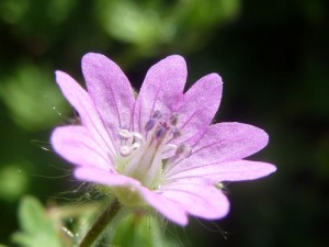 geranium endressii