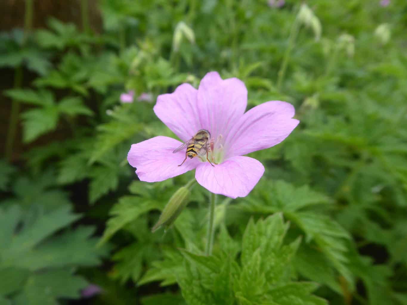 Geranium Endressii Ooievaarsbek Verzorging En Bloei