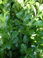 Prunus laurocerasus ‘Rotundifolia’