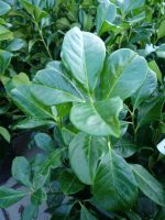 Prunus laurocerasus ‘Etna’