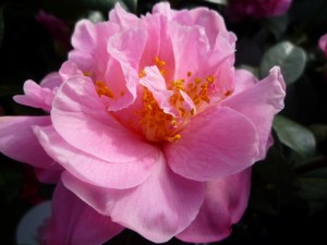 Camellia japonica
