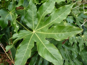Fatsia japonica