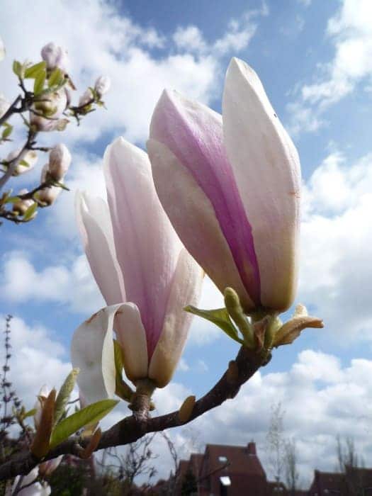 Bepalen extreem passagier Magnolia - Beverboom: verzorging, bloei, standplaats