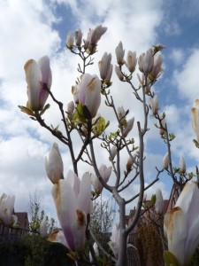 Magnolia Magnolia