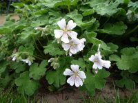 Geranium Renardii Geranium Renardii