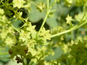 alchemilla mollis