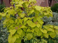 Catalpa bignonioides aurea