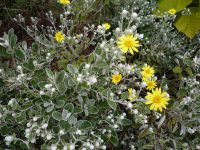 Brachyglottis sunshine