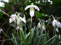 Galanthus nivalis