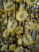 Salix caprea ‘Kilmarnock’ Salix caprea ‘Kilmarnock’