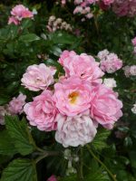 Rosa ‘The Fairy’