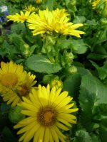 Doronicum orientale Leonardo