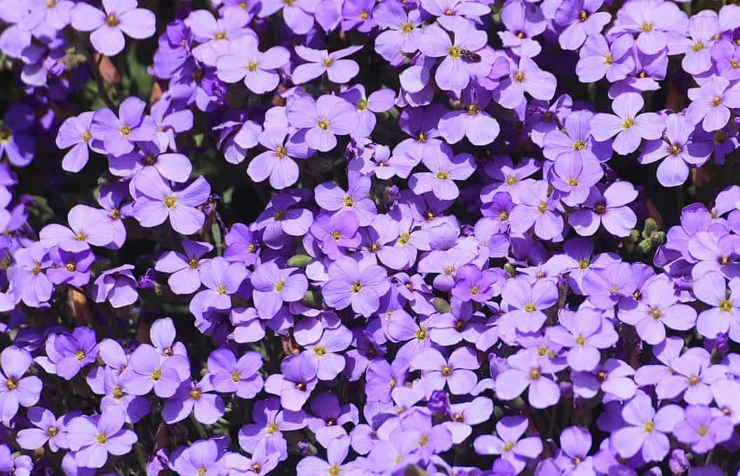 Aubrieta Blauwkussen