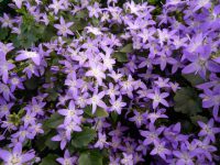 Campanula Addenda Blue Star