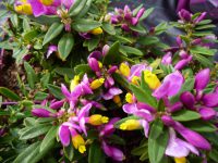 polygala purple passion