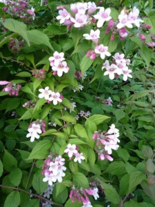 Kolkwitzia 'Pink Cloud' Kolkwitzia ‘Pink Cloud’