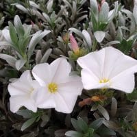 Convolvulus cneorum