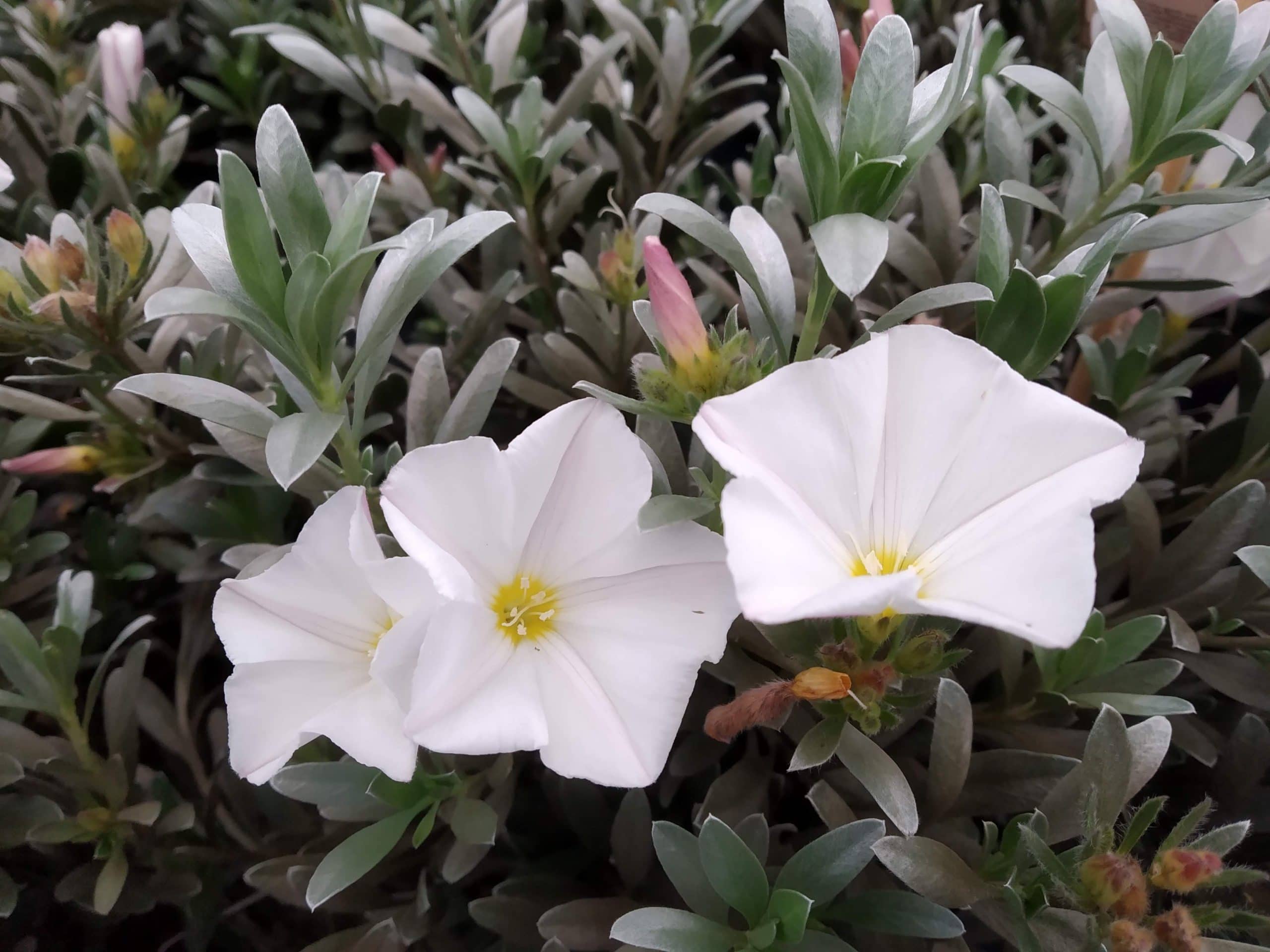 Convolvulus cneorum Convolvulus cneorum