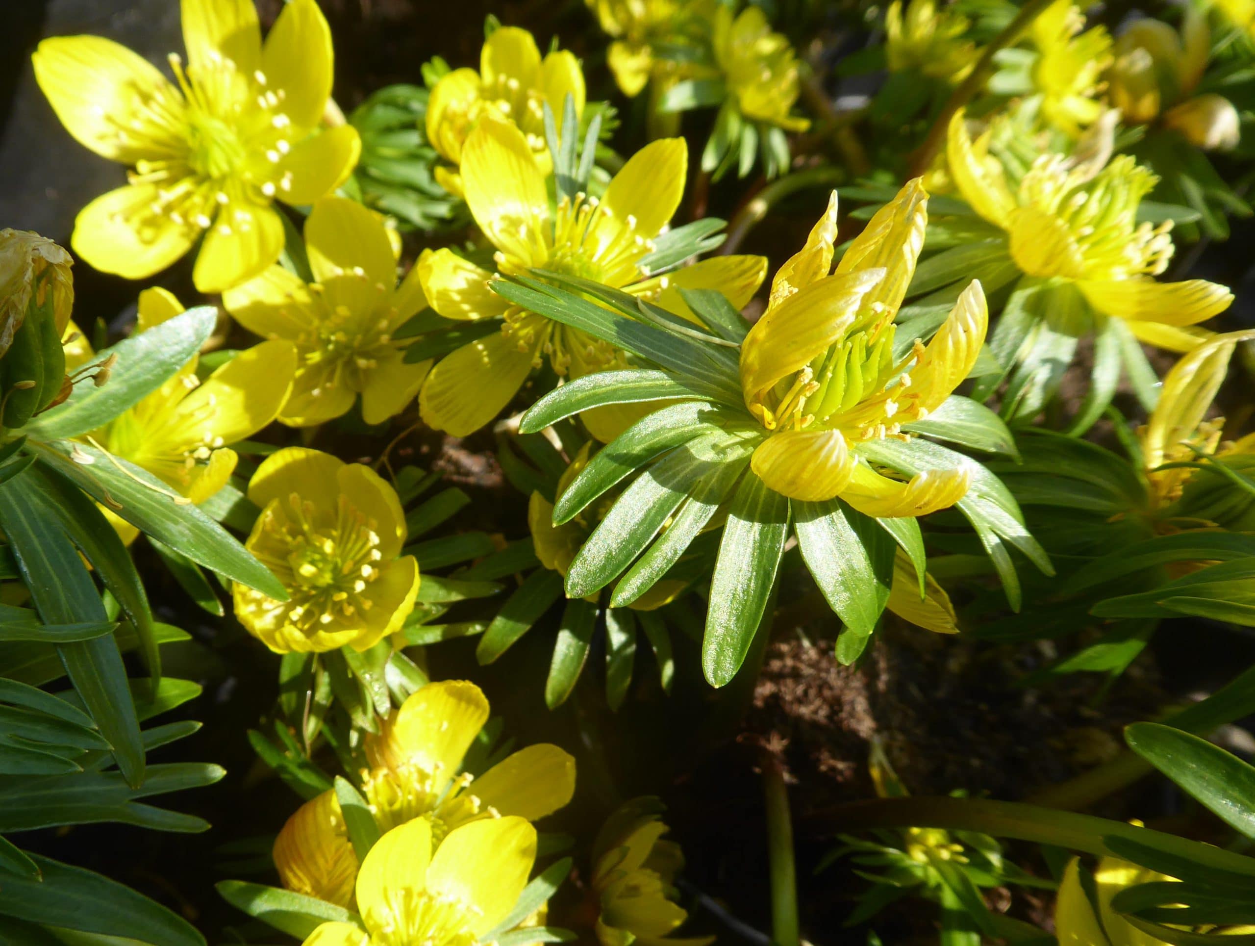 Winterakoniet Winterakoniet