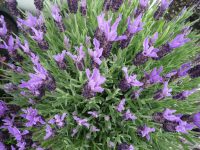 Lavandula stoechas Lavandula stoechas