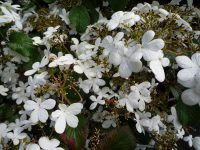 Viburnum plicatum Watanabe 