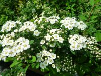 Spiraea nipponica Snowmound 