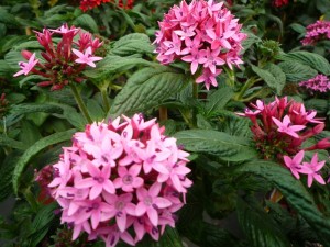 Pentas lanceolata Pentas lanceolata