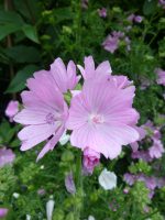Malva moschata Malva moschata
