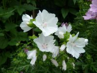 Malva moschata 'Alba' Malva moschata 'Alba'