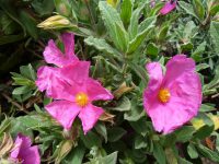 Cistus pulverulentus
