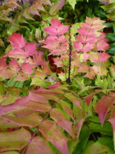 Mahonia media Wintersun