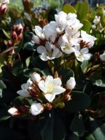 Rhaphiolepsis Umbellata