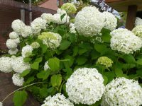 Hydrangea arborescens Annabelle