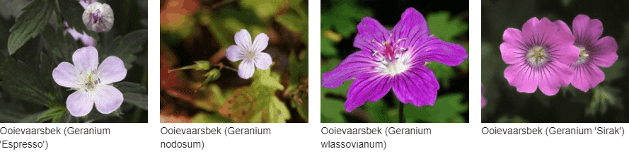 Geranium kopen
