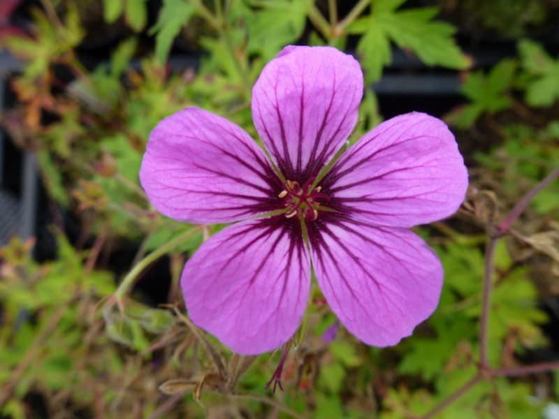 Ongekend Roze bloeiende vaste planten; verschillende soorten EY-24
