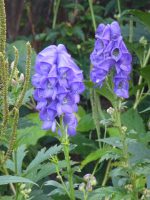 Aconitum carmichaelii 'Arendsii' Aconitum carmichaelii ‘Arendsii’